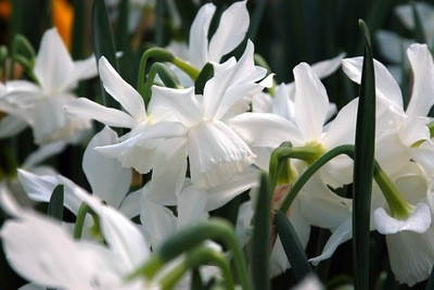 Narcissus Ice Wings, Daffodil ice Wings, Contempory white garden, white spring flowers, Muscari botryoides, Anemone blanda white splendour, narcissus Thalia, White Tulips, White daffodils, White narcissus, White anemones, White muscari